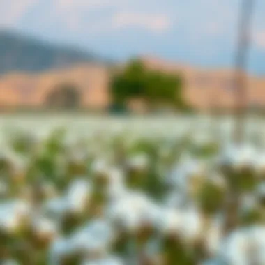 Sustainable Sourcing of Egyptian Cotton Organic cotton fields representing sustainable sourcing