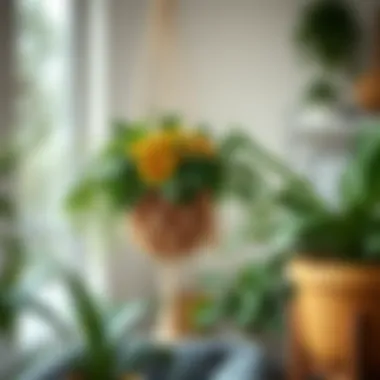 Elegant macrame hanging planter showcasing vibrant plants