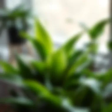 A close-up of a popular indoor plant showcasing its lush green leaves