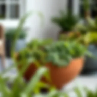 Herb Collection in a Spacious Outdoor Planter Large outdoor planter bowl showcasing a variety of herbs