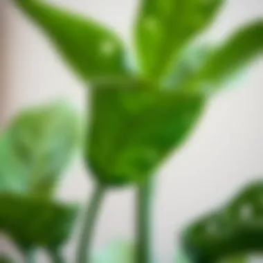 Close-up of a realistic artificial plant highlighting texture and detail